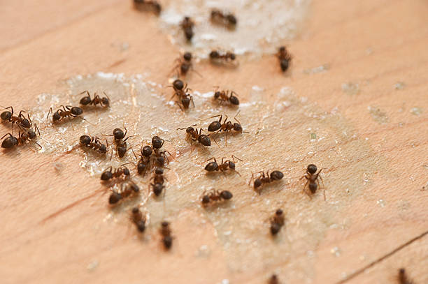 Best Residential Pest Control  in Minneota, MN